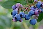 Blueberries