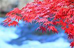 Red maple leaves