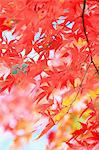 Red maple leaves