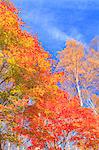Maple and birch forest, Iwate Prefecture