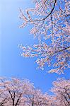 Cherry blossoms and blue sky