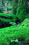 Green leaves and moss