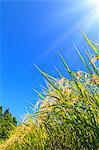 Rice ears and blue sky