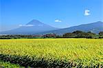 Mount Fuji and rice field, Shizuoka Prefecture