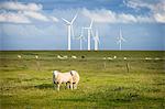 Sheep in field with windfarm, Schleswig Holstein, Germany