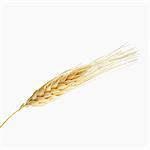 Wheat ear