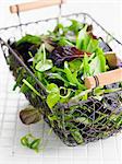 Basket of mixed baby shoots