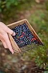 Picking blueberries and cranberries