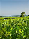 Landscape with vines