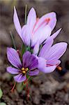 Saffron flowers