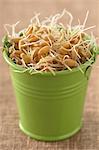 Wheat sprouts