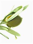 Olive and oil on an olive branch on a white background