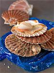 Raw scallops in their shells