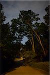 Trees bending over the road at night in small neighborhood. Macon, Georgia, USA