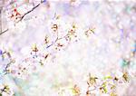Sargent's cherry