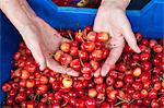 Australia, Western Australia, Albany.  Fresh cherries at Albany Farmers Market.