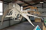 Australia, Western Australia, Albany, Frenchman Bay.  Dolphin skeleton at Whale World Museum, formerly the Cheynes Beach Whaling Station.