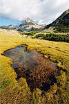 Europe, Bulgaria, Pirin National Park near Bansko, Unesco World Heritage Site