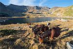 Europe, Bulgaria, Sedemte Rilski Ezera, hikers and horses in Seven Lakes hiking area