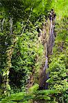 Dominica, Roseau. Waterfall at Papillote Wilderness Retreat.