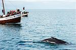 Iceland, northern region, Husavik, whale watching tour, Blue Whale(Balaenoptera musculus)