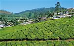 India, Kerala, Munnar.  View of tea plantation with Munnar in the background.