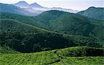 India, Kerala, Munnar.  View of tea plantations and the hills above Munnar on the way to Top Station.