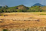 Laos, Nong Khiaw. Harvesting the fields, en route to Nong Khiaw.