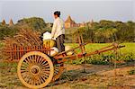 Myanmar, Burma, Mandalay Region, Bagan. Among the site's famous pagodas, a villager gathers fodder from fields which have been cultivated for centuries.