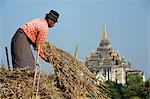 Myanmar, Burma, Mandalay Region, Bagan. Among Bagan's famous pagodas a villager gathers fodder from fields which have been cultivated for centuries.