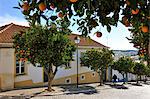 Orange trees in the streets of the historical village of Avis, Alentejo. Portugal