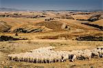 Flock of sheep feeding in Tuscan field, Italy