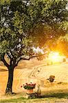 Flower pots and tree in Tuscan landscape, Italy