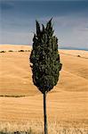 Lone cypress tree in Tuscan landscape, Italy