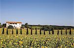 Field of sunflowers in front of farmhouse, Tuscany, Italy