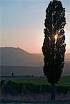 Grapevines and cypress tree at sunrise, Tuscany, Italy