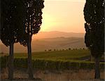 Cypress trees and grapevines at sunset, Tuscany, Italy