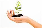 Woman's hand holding a young plant in soil