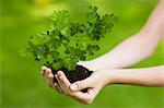 Woman's hands holding a young plant in soil