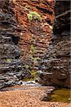 Joffre Gorge, Karijini National Park, The Pilbara, Western Australia, Australia