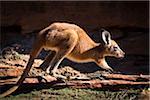 Kangaroo at the Loop, Kalbarri National Park, Western Australia, Australia