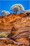 Trees on Ridge of Cliff, The Loop, Kalbarri National Park, Western Australia, Australia