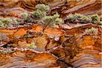 Trees on Striped Cliffside, The Loop, Kalbarri National Park, Western Australia, Australia