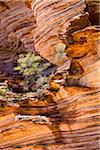 Trees on Rock Ledge, The Loop, Kalbarri National Park, Western Australia, Australia