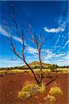 Bare Tree in front of Mount Bruce, The Pilbara, Western Australia, Australia