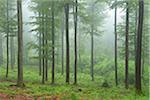 Beech forest (Fagus sylvatica) in early morning mist, Spessart, Bavaria, Germany, Europe