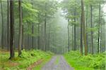 Path through beech forest (Fagus sylvatica) in early morning mist, Spessart, Bavaria, Germany, Europe