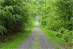 Road through Beech forest (Fagus sylvatica), Spessart, Bavaria, Germany, Europe