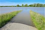 Flooded Area, Nature Reserve Kuehkopf-Knoblochsaue, Hesse, Germany, Europe