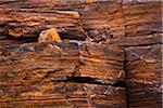 Rock Wall Detail, Dales Gorge, Karijini National Park, The Pilbara, Western Australia, Australia